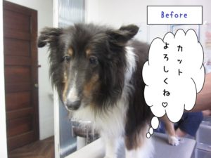 カット前シェルティー
