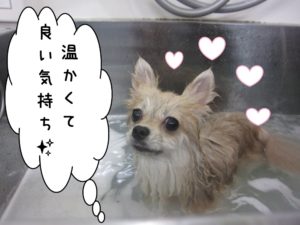 スパ中ポメラニアン