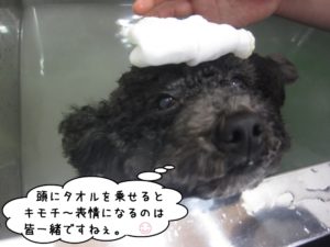 スパ中トイプードル