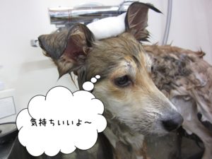 シャンプー中ミックス