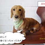 おすましミニチュアダックス