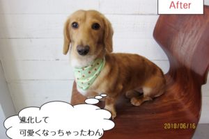 おすましミニチュアダックス