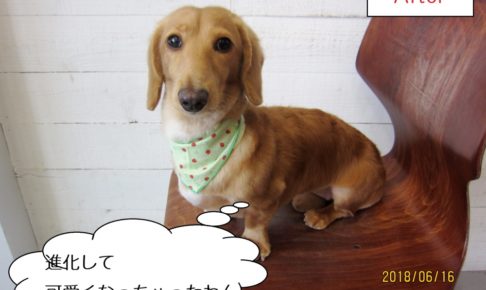 おすましミニチュアダックス