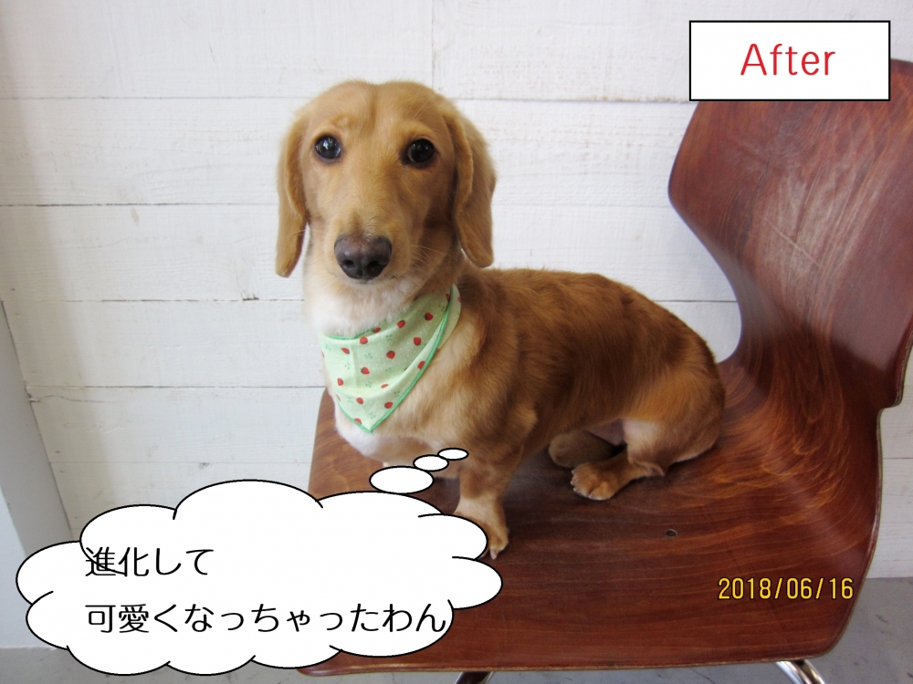 おすましミニチュアダックス