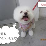 笑顔ボロニーズ