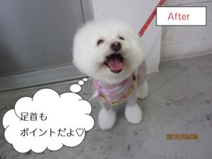 笑顔ボロニーズ