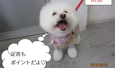 笑顔ボロニーズ