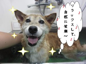 スパ中柴犬