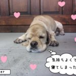 のんびりコッカー