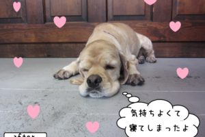 のんびりコッカー