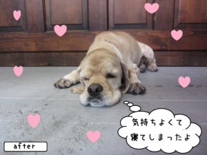 のんびりコッカー