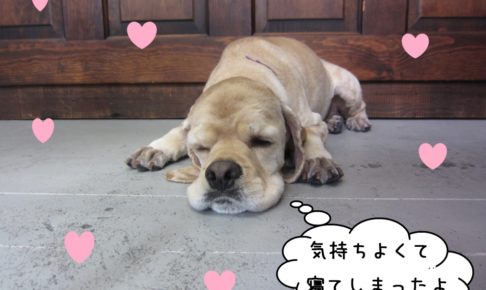 のんびりコッカー