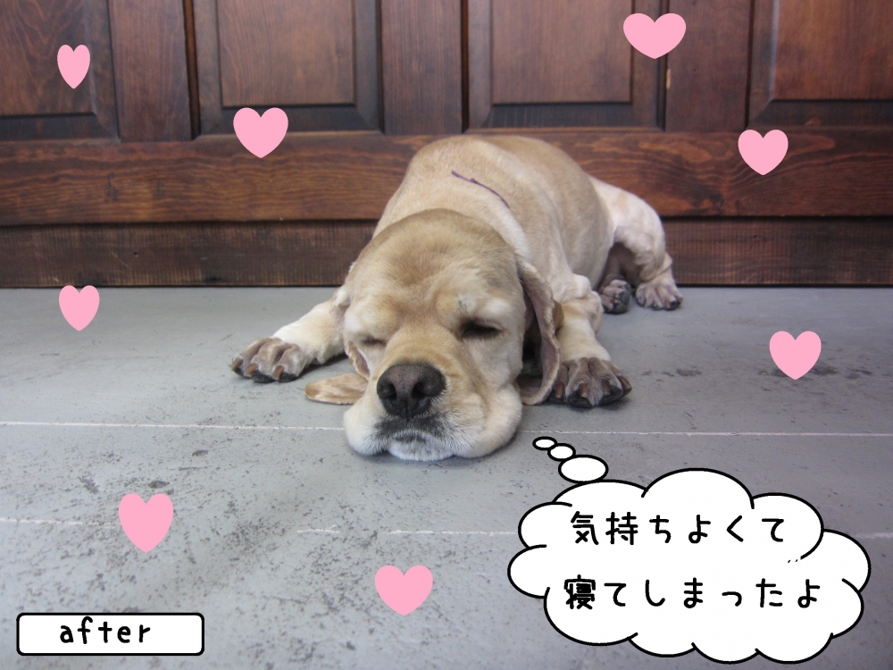 のんびりコッカー