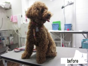 カット前トイプードル