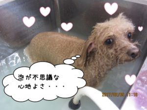 スパ中トイプードル