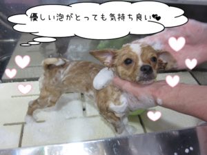 シャンプー中チワワ