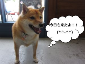 施術後柴犬