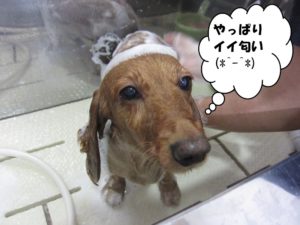 シャンプー中ミニチュアダックス