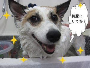 シャンプー中ミックス