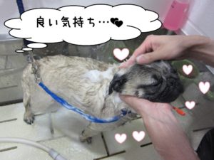 シャンプー中パグ