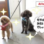 モデル立ちトイプードル