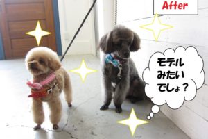 モデル立ちトイプードル