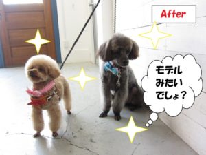 モデル立ちトイプードル