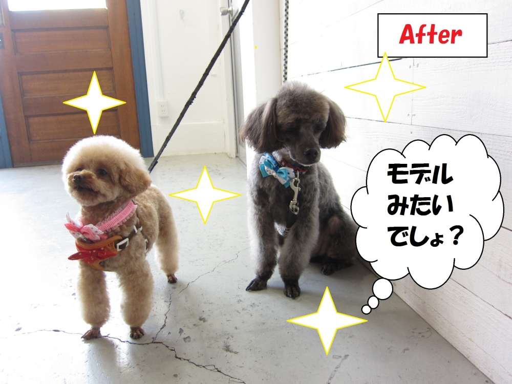 モデル立ちトイプードル