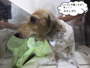 シャンプー中ミニチュアダックス