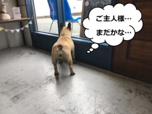 施術後フレンチブルドッグ