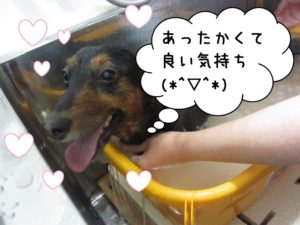 スパ中ミニチュアダックス