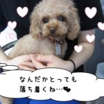 おすましトイプードル