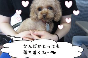 おすましトイプードル