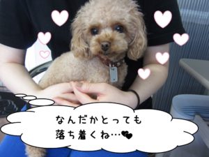 おすましトイプードル