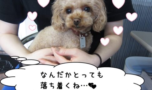 おすましトイプードル