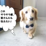 てくてくミニチュアダックス