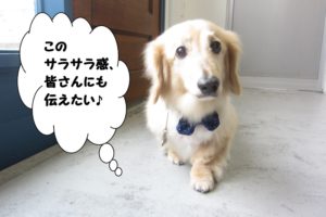 てくてくミニチュアダックス