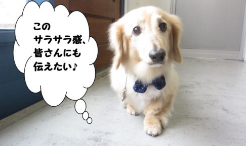 てくてくミニチュアダックス