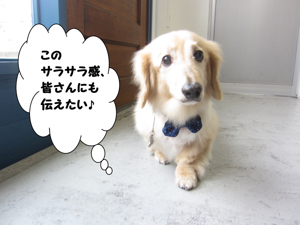 てくてくミニチュアダックス