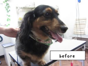 カット前ミニチュアダックス