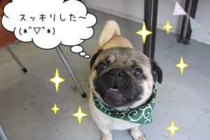 すっきりパグ