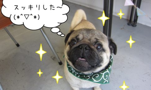すっきりパグ