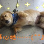 夢見心地ミニチュアダックス