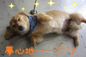 夢見心地ミニチュアダックス