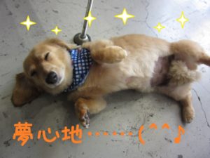 夢見心地ミニチュアダックス