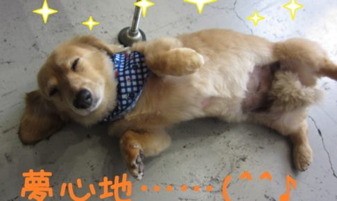 夢見心地ミニチュアダックス