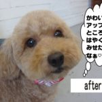 顔アップトイプードル