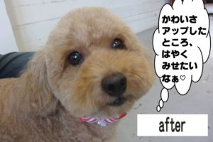 顔アップトイプードル