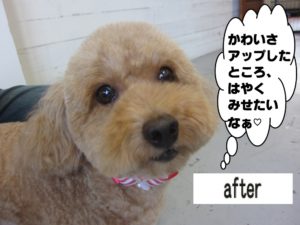 顔アップトイプードル