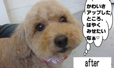 顔アップトイプードル